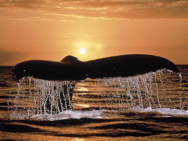 Zwierzęta - Humpback Whale Tail.jpg