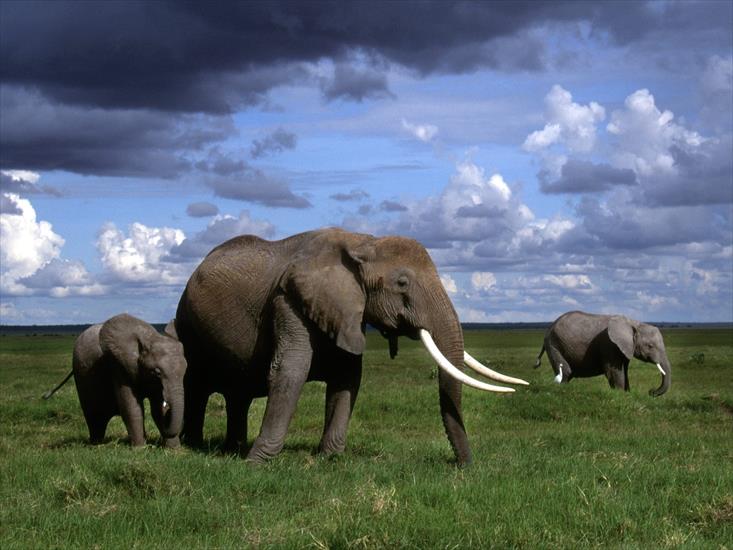 TAPETY ZWIERZĘTA I PTAKI - African_Elephants_Amboseli_National_Park_Kenya.jpg