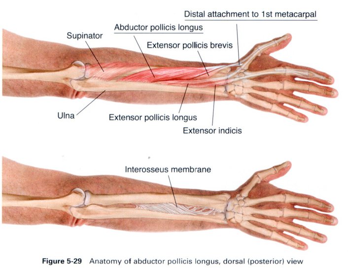 Anatomia masażu - 5-29.JPG