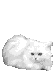 RASY KOTÓW - kotek biały puszek.gif