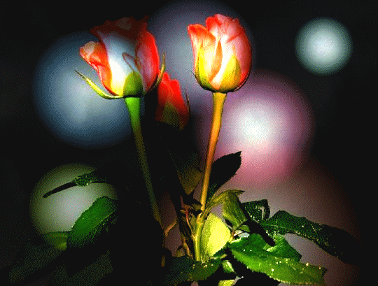 Kwiaty - róże i kule.gif